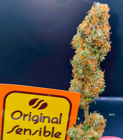 Семена сорта Jealousy fem (Original Sensible Seeds)