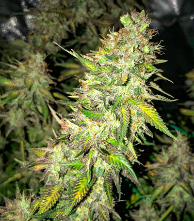 Семена сорта Choco Thai Auto fem (Herbies Seeds)