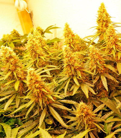 Семена сорта Dedoverde Haze fem