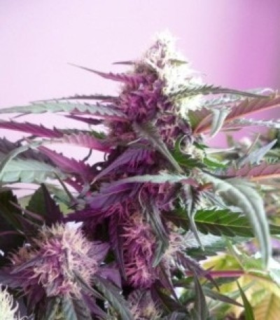 Семена сорта White Widow Automatic fem (Royal Queen Seeds)