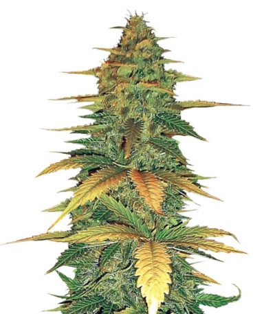 Семена сорта Auto Wild Dwarf fem