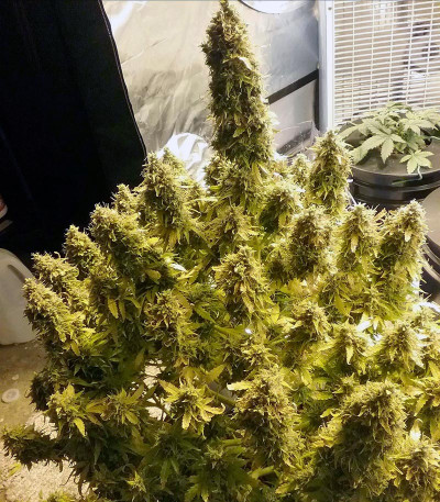 Семена сорта + Speed Auto fem (Sweet Seeds)