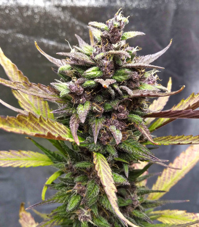 Семена сорта Blackberry auto fem (FastBuds)