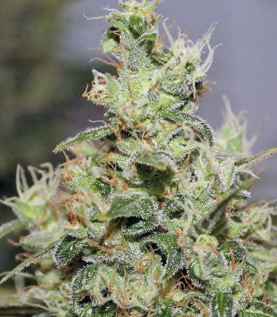 Семена конопли CBD Kush 