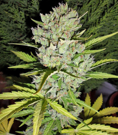 Семена сорта Super Skunk Auto fem (Семяныч)