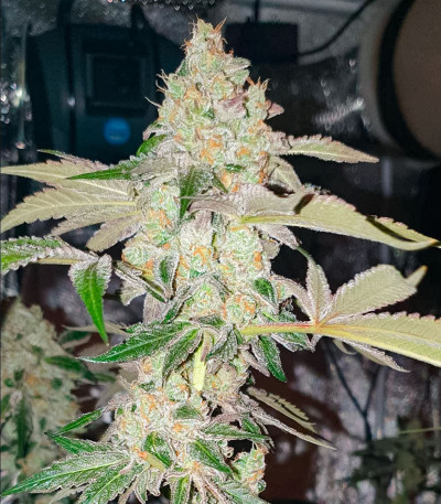 Семена сорта Gusher fem (7CH American)