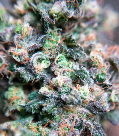 Семена сорта Passion Fruit fem