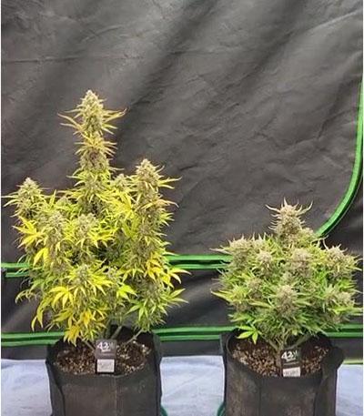 Семена сорта Pound Cake Auto fem (FastBuds)