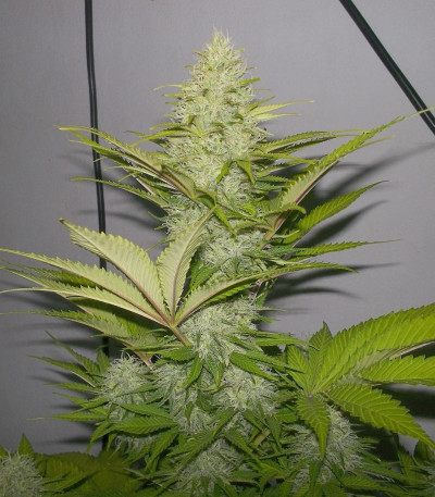 Семена сорта Blue Cheese fem (Royal Queen Seeds)