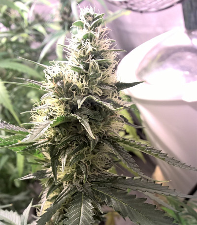 Семена сорта Blueberry Cheesecake fem (Female Seeds)