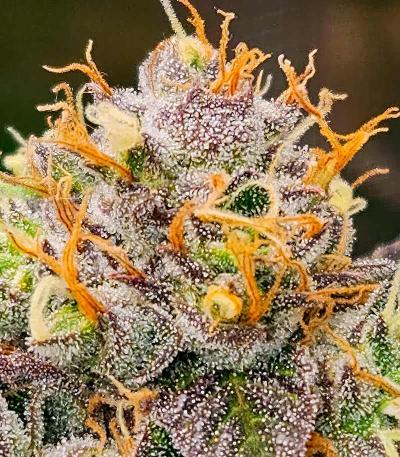 Семена сорта Bruce Banner Fast Version fem (Семяныч)