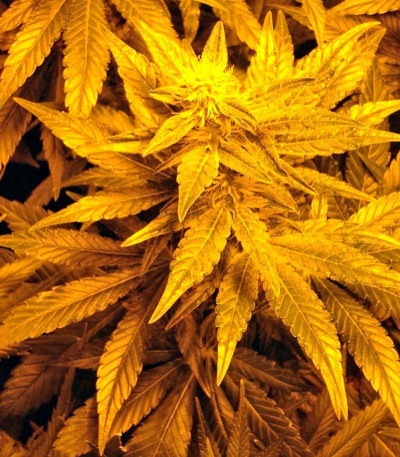 Семена сорта Diamond Girl fem