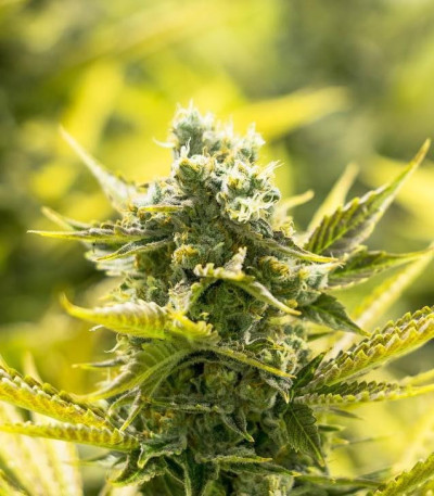 Семена сорта Incredible Bulk fem (Dr. Krippling Seeds)