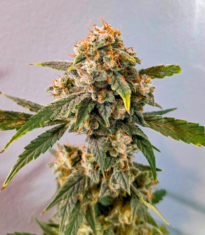 Семена сорта Keepers OG Autoflower fem (Seedkeepers)