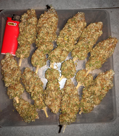 Семена сорта Mimosa Shot fem (Herbies Seeds)