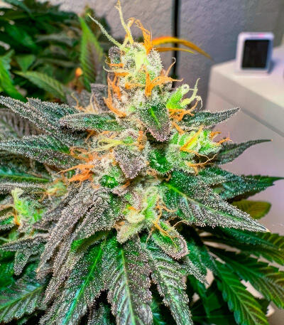 Семена сорта Sour Diesel x OG Kush fem (Seedkeepers)