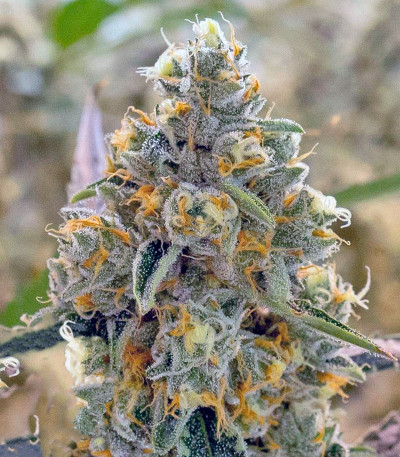 Семена сорта Liberty Haze fem (Barney's Farm)