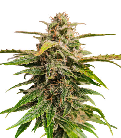 Семена сорта Wedding Crasher Auto fem (High Speed ​​Buds)