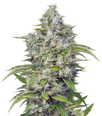 Семена сорта San Fernando Lemon Kush fem (Sweet Seeds)