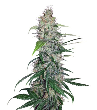 Семена сорта Shiva Skunk fem (Sensi Seeds)