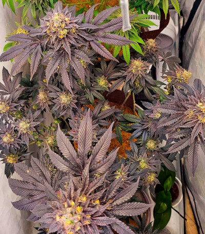 Семена сорта Black Cherry Gushers fem от Barney's Farm