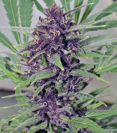 Семена сорта Frisian Dew fem