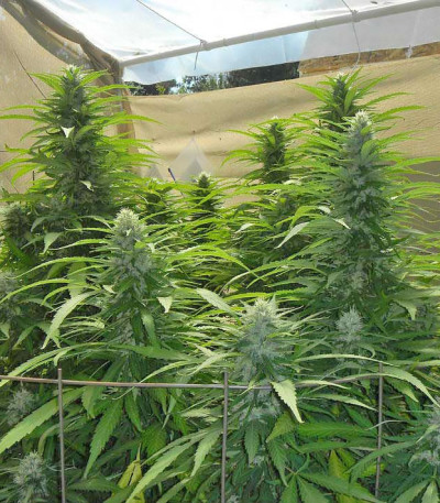 Семена сорта Raspberry Cough reg (Nirvana Seeds)