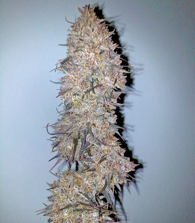 Семена сорта Ketama fem (World of Seeds)