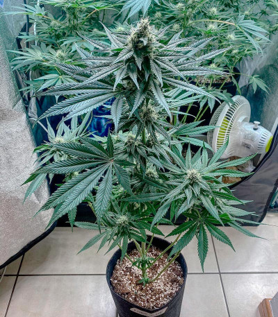 Семена сорта King's Juice (Green House Seeds)