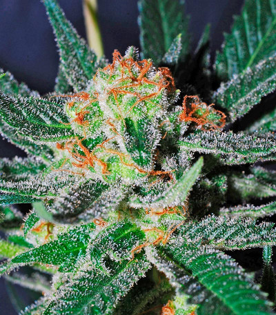 Семена сорта Amnesi-K fem