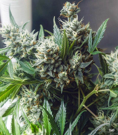 Семена сорта Gelato Auto fem (Семяныч)