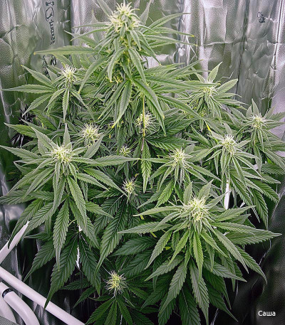 Семена сорта Forbidden Runtz Auto fem (FastBuds)