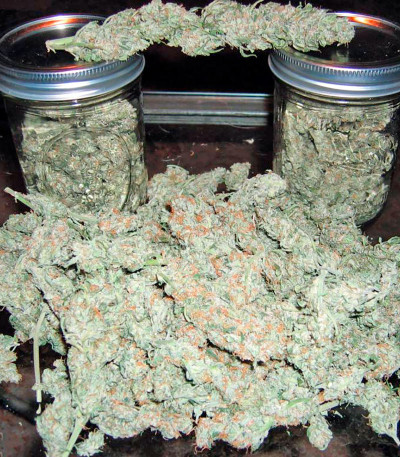 Семена сорта Short Rider Automatic fem