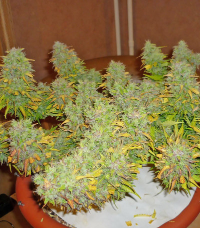 Семена сорта Super Skunk Auto fem (Семяныч)