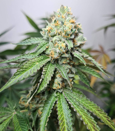 Семена сорта Triple G fem (Royal Queen Seeds)