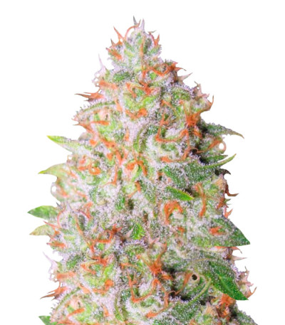 Семена сорта Auto Green Wild Shark fem (Victory Seeds)