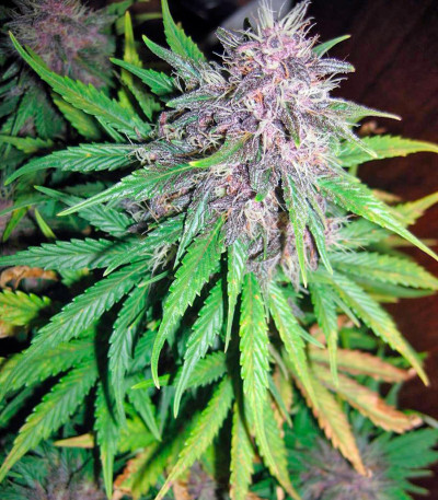 Семена сорта Auto Purple fem (Pyramid Seeds)