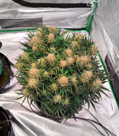 Семена сорта Bruce Banner Auto (Sweet Seeds)