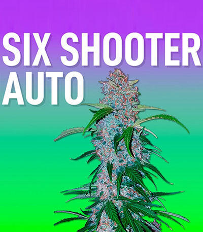 Семена сорта Six Shooter Auto fem (FastBuds)