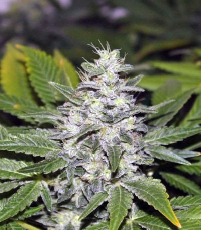 Семена сорта Cream Mandarine Auto fem (Sweet Seeds)