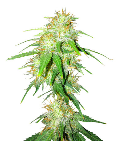 Семена сорта Gelato Glue Autoflower fem (Easy Grow Seeds)