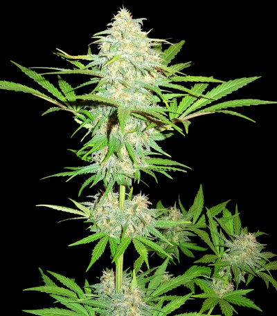 Семена сорта Cali Gangsta Kush fem (Sumo Seeds)