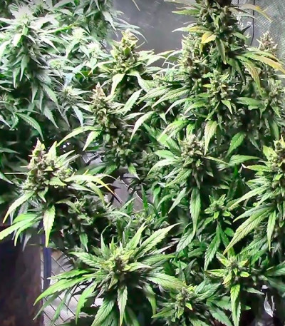 Семена сорта Dizzy Lights Auto fem (Dr. Krippling Seeds)