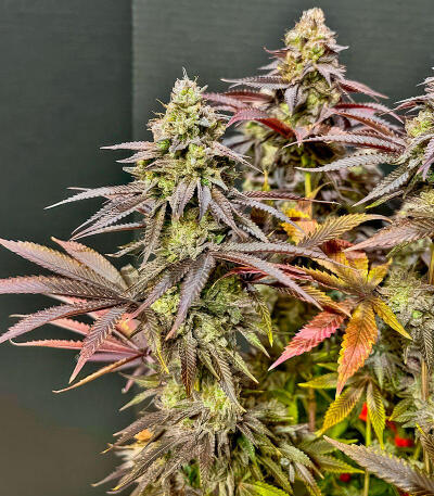 Семена сорта Insane OG