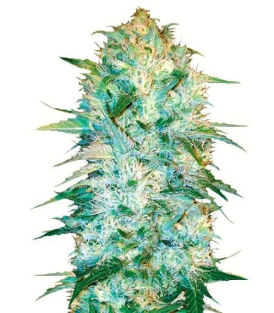 Семена сорта Auto Amnezia Haze fem (Bulk Seed Bank)