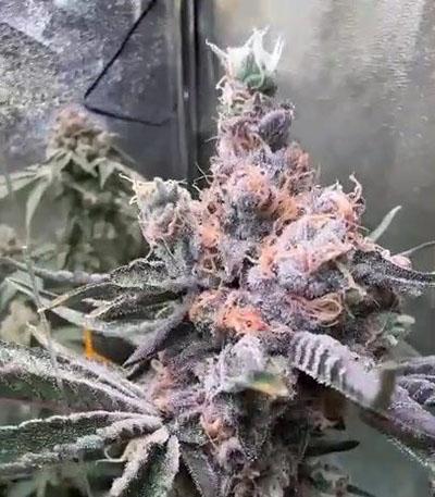 Семена сорта Orange Creampop fem (Humboldt Seed Company)