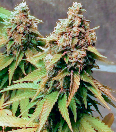 Семена сорта Bruce Banner #3 fem