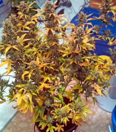 Семена сорта Blue Dream Auto fem (Humboldt Seeds)