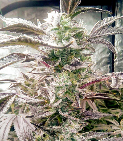 Семена сорта Golosa fem (Delicious Seeds)