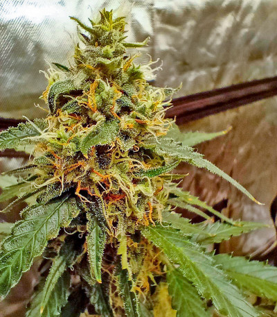 Семена сорта Purple Juice Auto fem (Herbies Seeds)